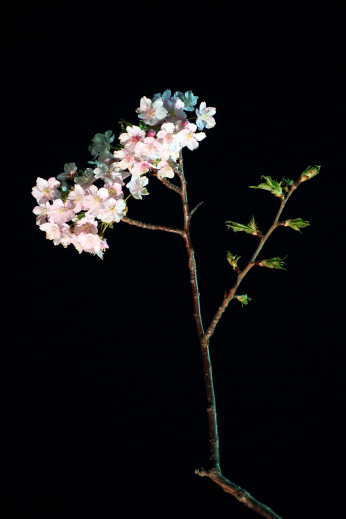 第5回 松戸宿坂川河津桜まつり 夜桜【2014】