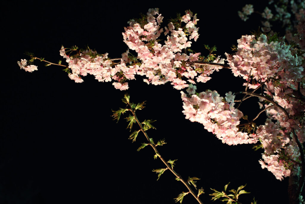 第5回 松戸宿坂川河津桜まつり 夜桜【2014】