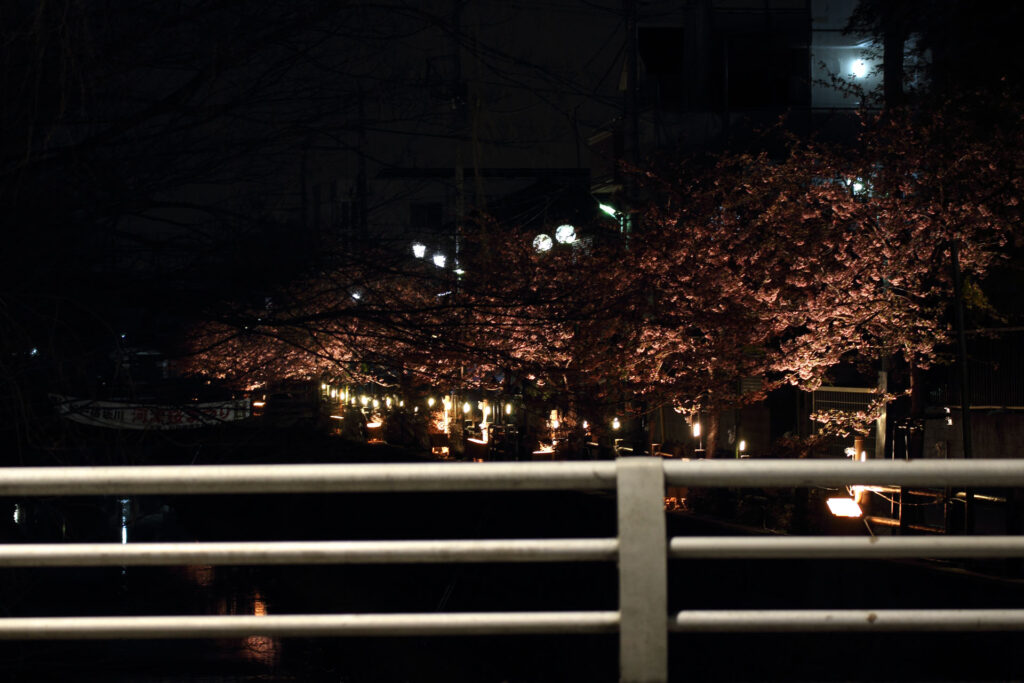 第5回 松戸宿坂川河津桜まつり 夜桜【2014】