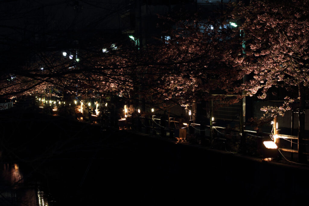 第5回 松戸宿坂川河津桜まつり 夜桜【2014】