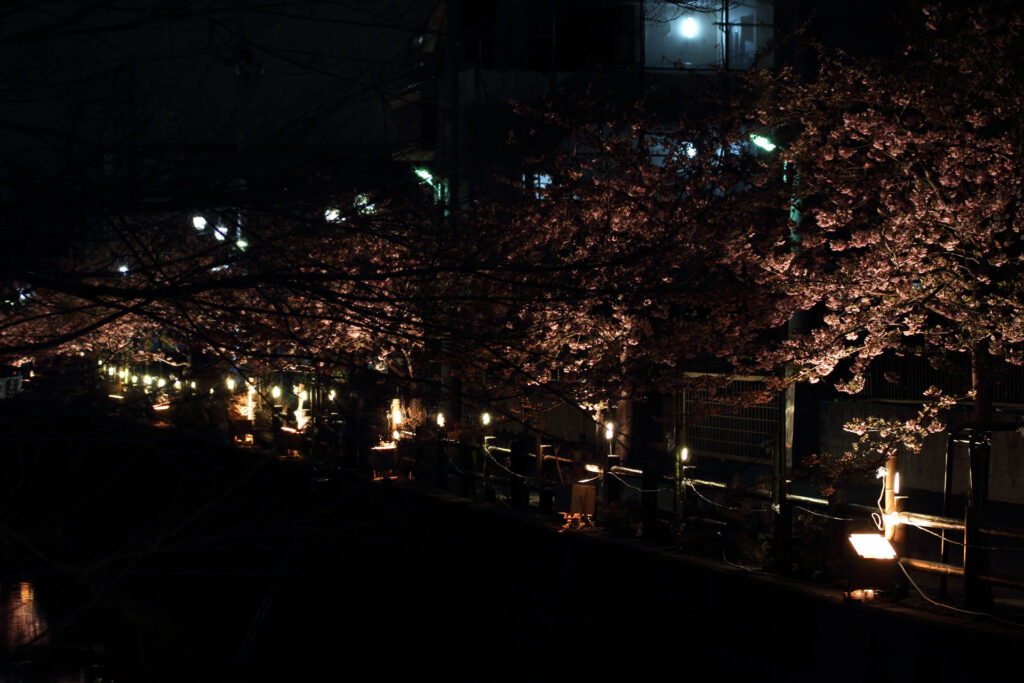 第5回 松戸宿坂川河津桜まつり 夜桜【2014】