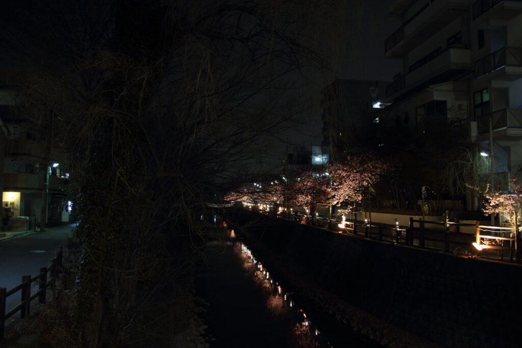 第5回 松戸宿坂川河津桜まつり 夜桜【2014】