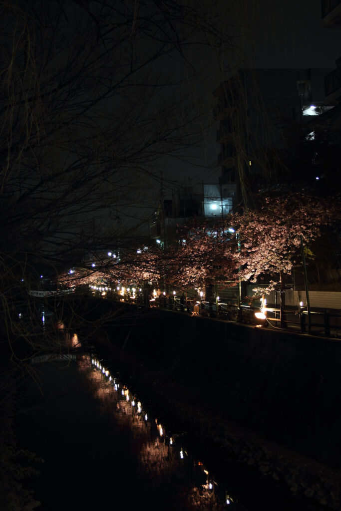 第5回 松戸宿坂川河津桜まつり 夜桜【2014】