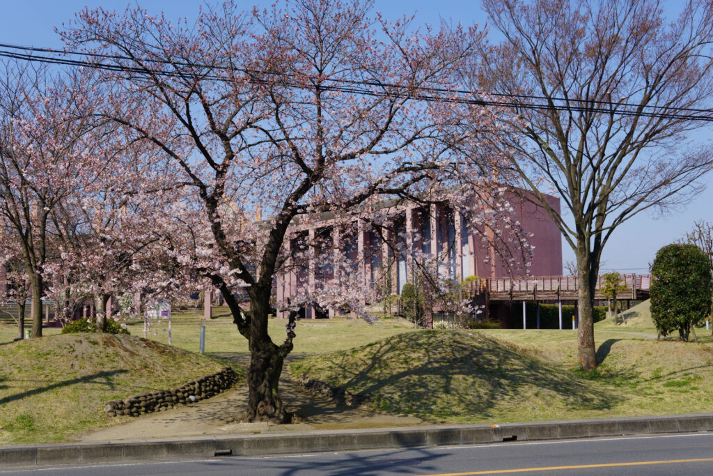 往路|駅から姫宮落川の桜
