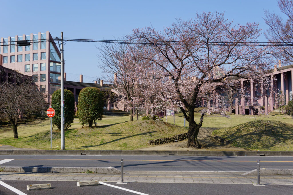 往路|駅から姫宮落川の桜