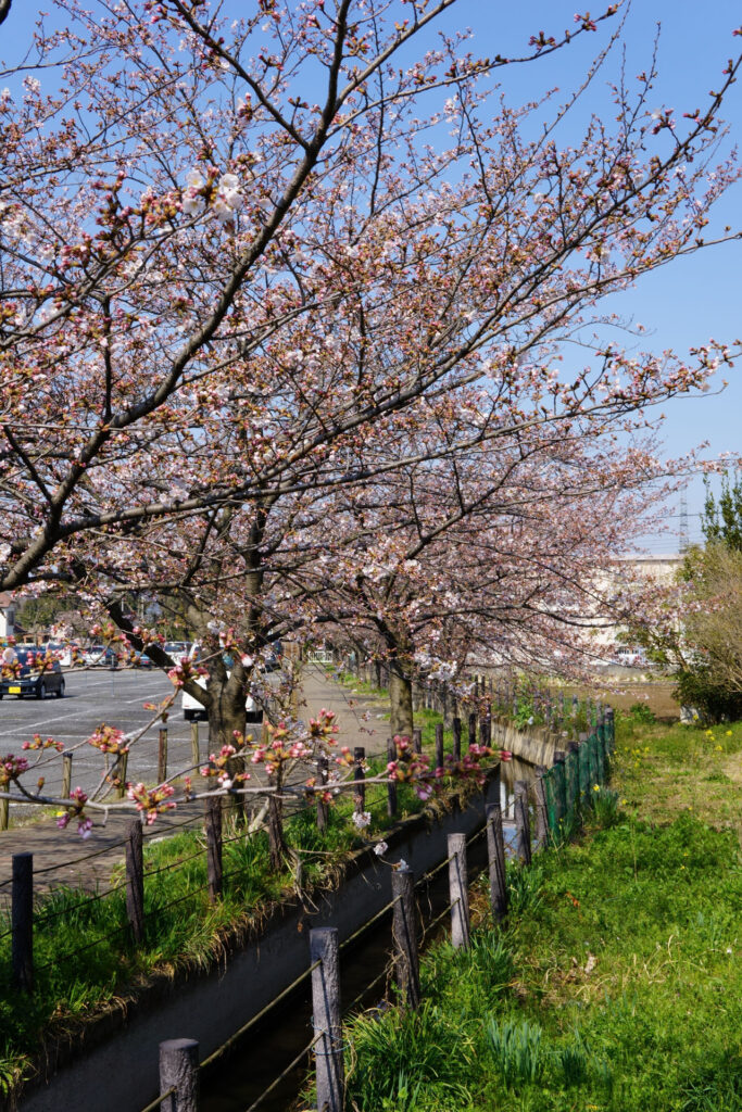 往路|駅から姫宮落川の桜