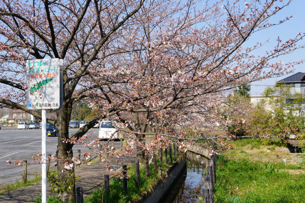 往路|駅から姫宮落川の桜