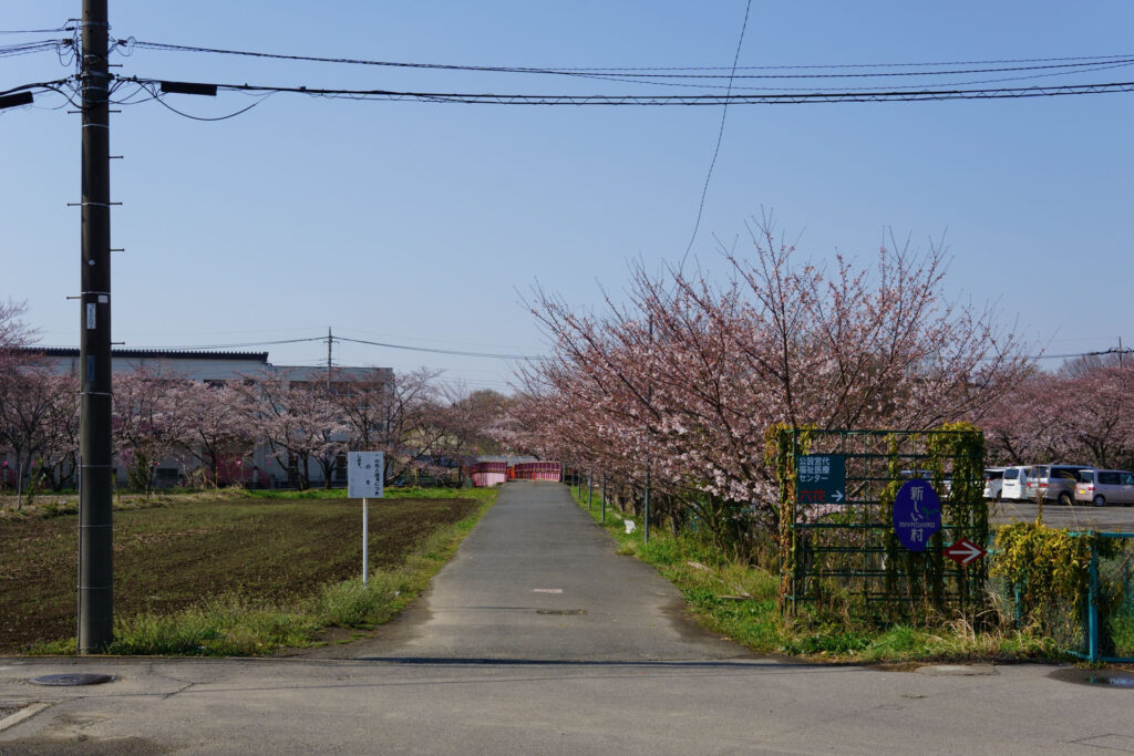 往路|駅から姫宮落川の桜