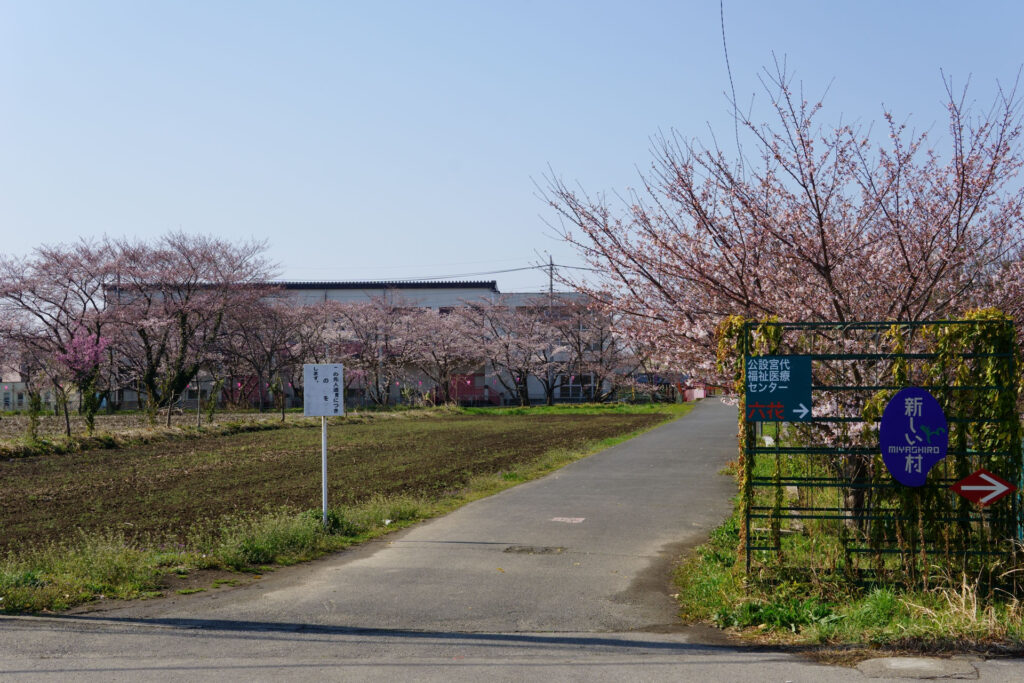 往路|駅から姫宮落川の桜