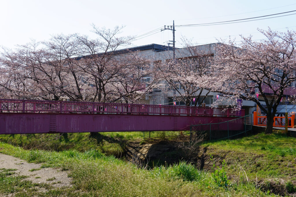 往路|駅から姫宮落川の桜