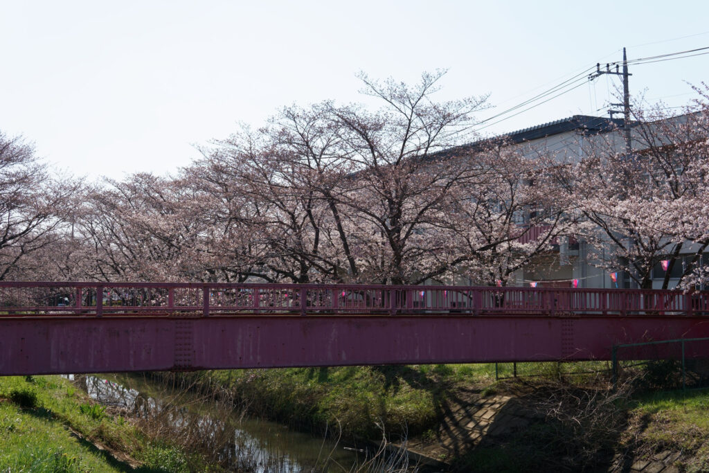 往路|駅から姫宮落川の桜