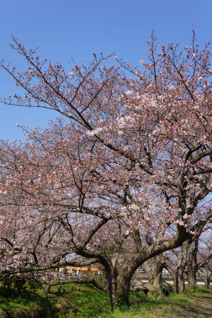 往路|駅から姫宮落川の桜