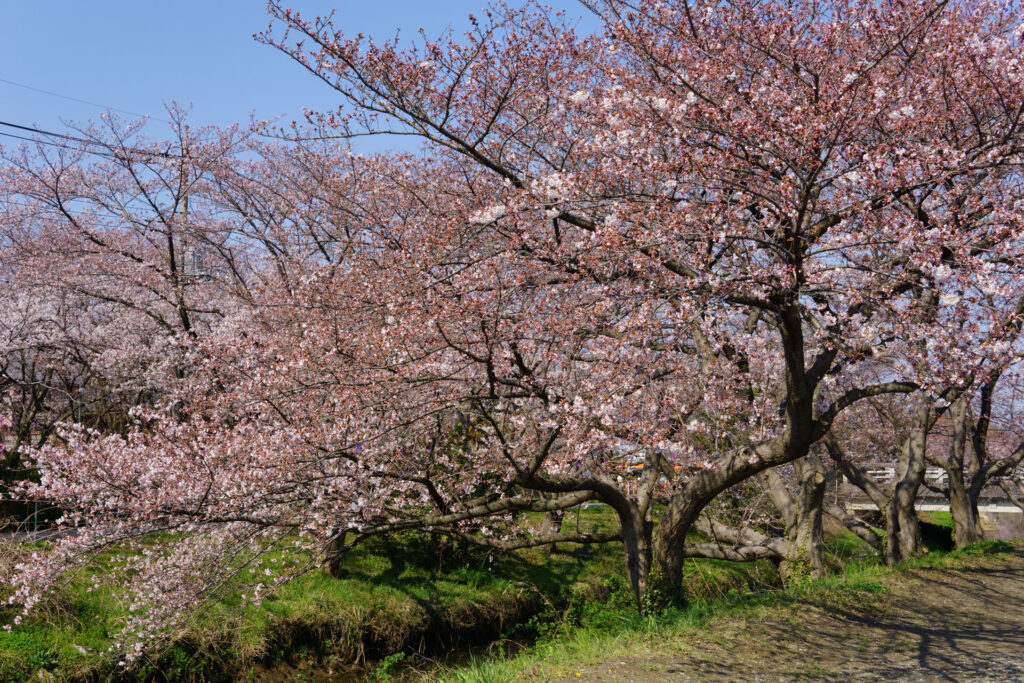 往路|駅から姫宮落川の桜