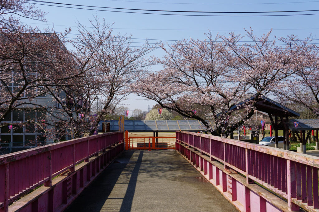 往路|駅から姫宮落川の桜