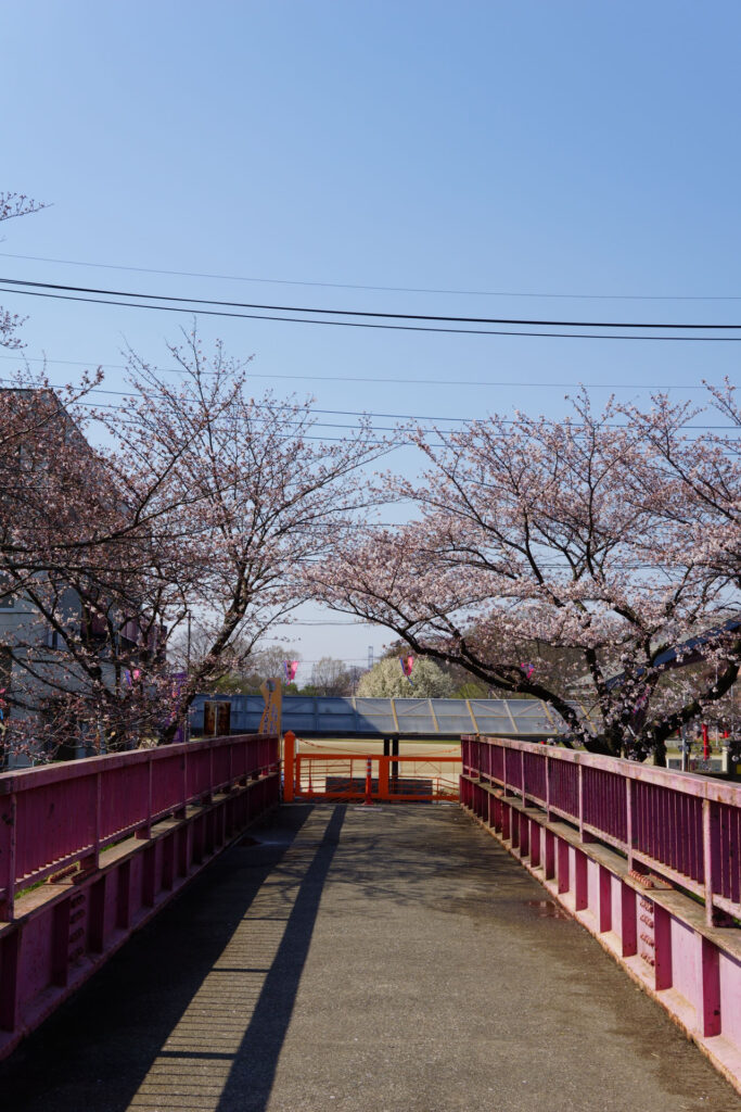 往路|駅から姫宮落川の桜