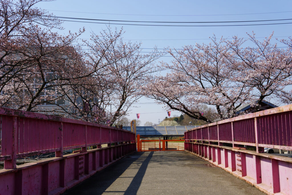 往路|駅から姫宮落川の桜