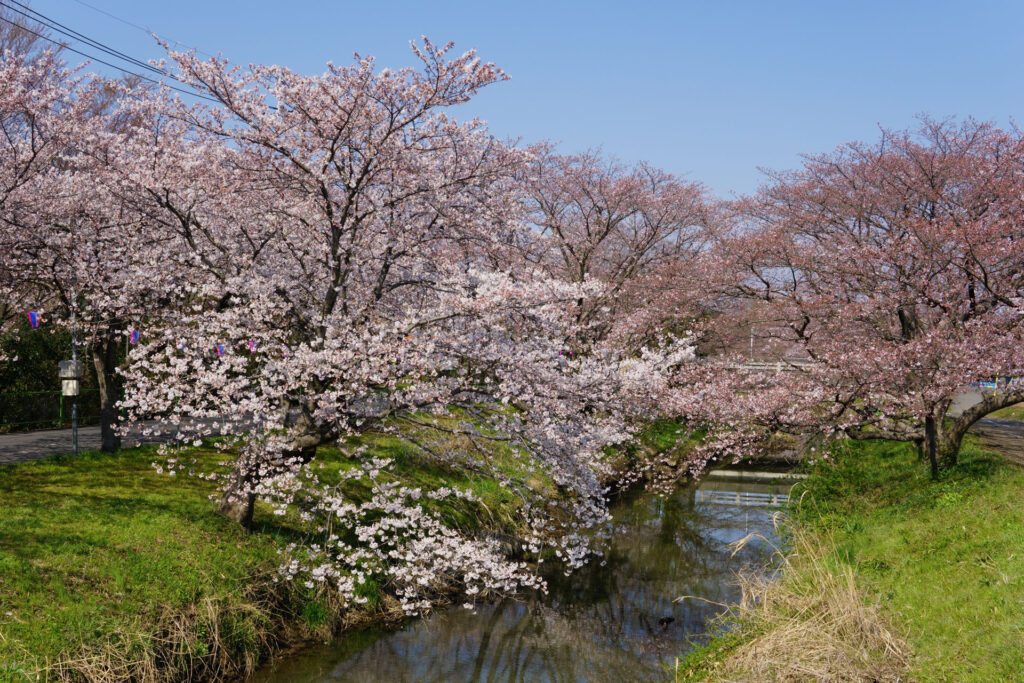 往路|駅から姫宮落川の桜