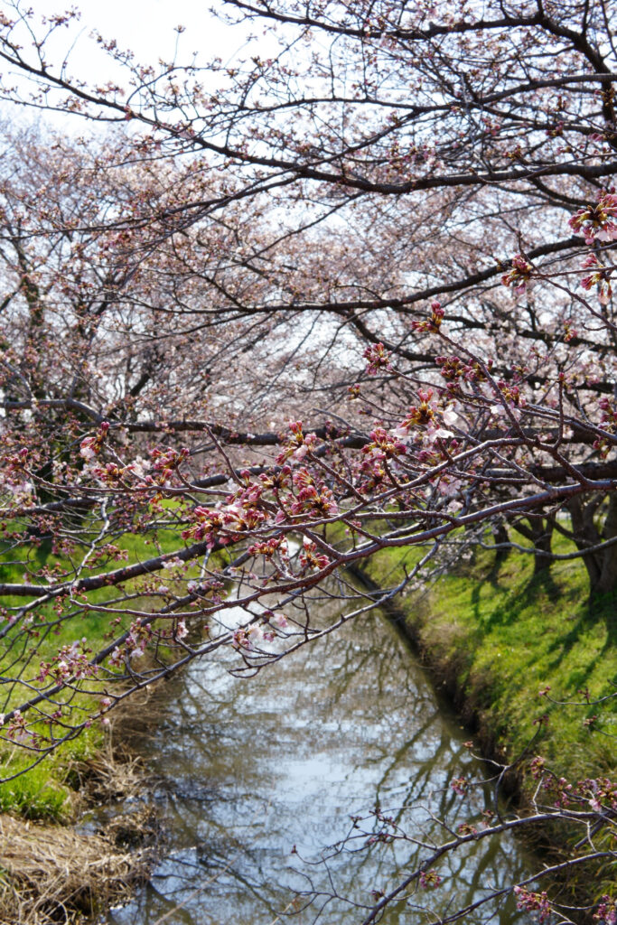 往路|駅から姫宮落川の桜
