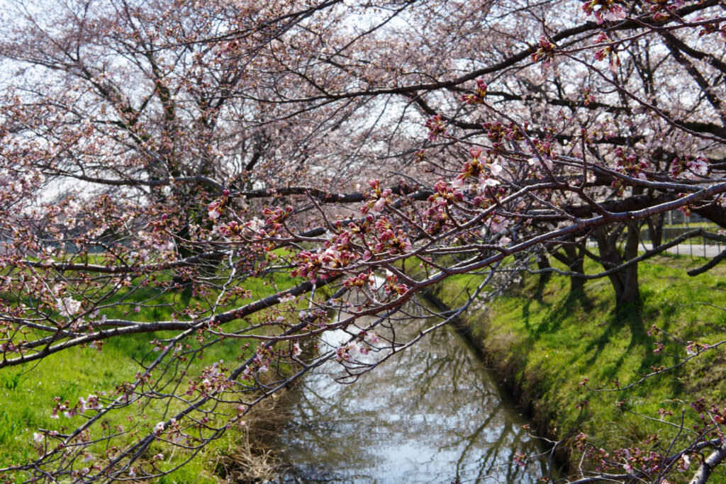 往路|駅から姫宮落川の桜