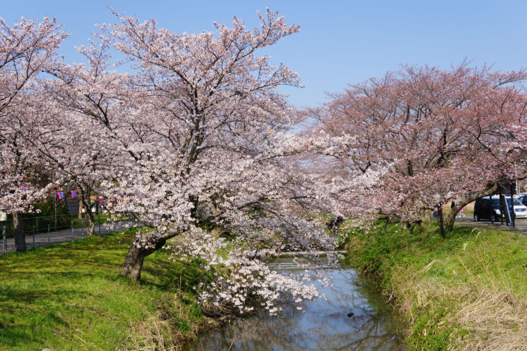往路|駅から姫宮落川の桜