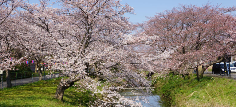 東武動物公園 隠れた桜の名所【2017-1】