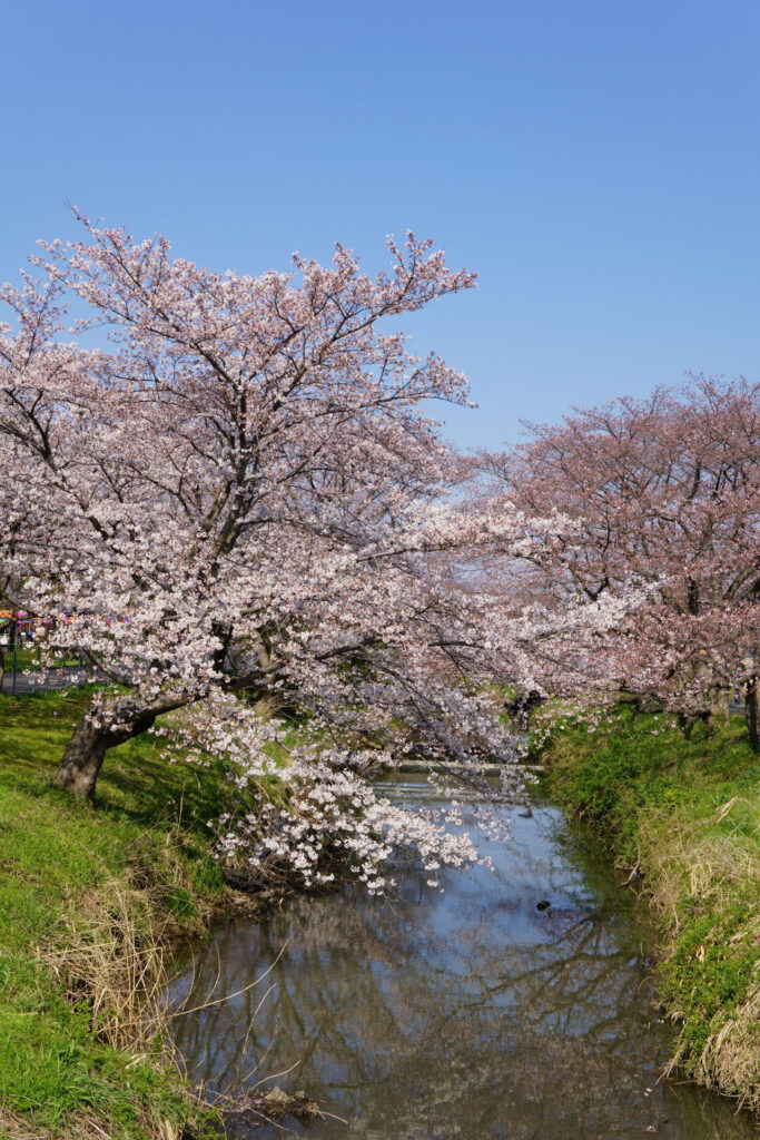往路|駅から姫宮落川の桜