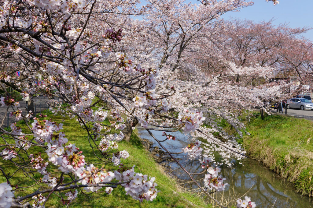 往路|駅から姫宮落川の桜