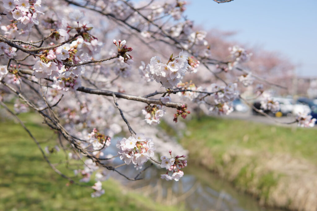 往路|駅から姫宮落川の桜