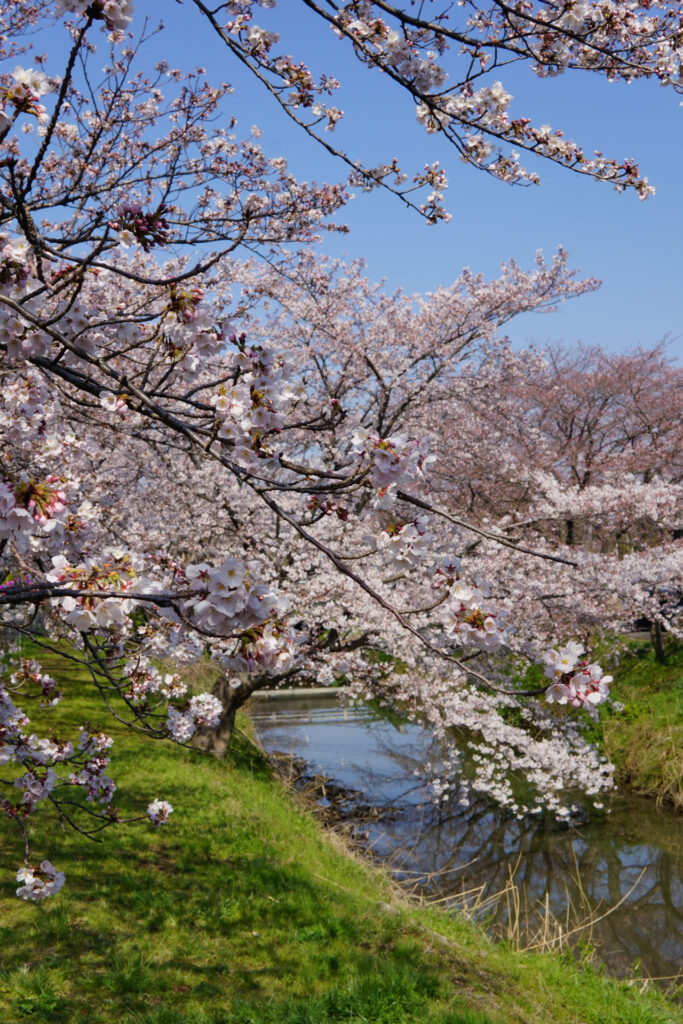 往路|駅から姫宮落川の桜