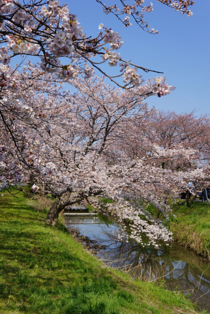 往路|駅から姫宮落川の桜