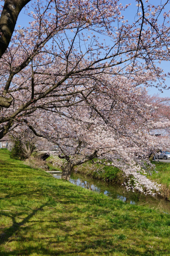 往路|駅から姫宮落川の桜