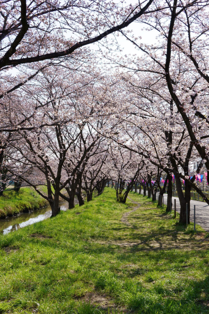 往路|駅から姫宮落川の桜