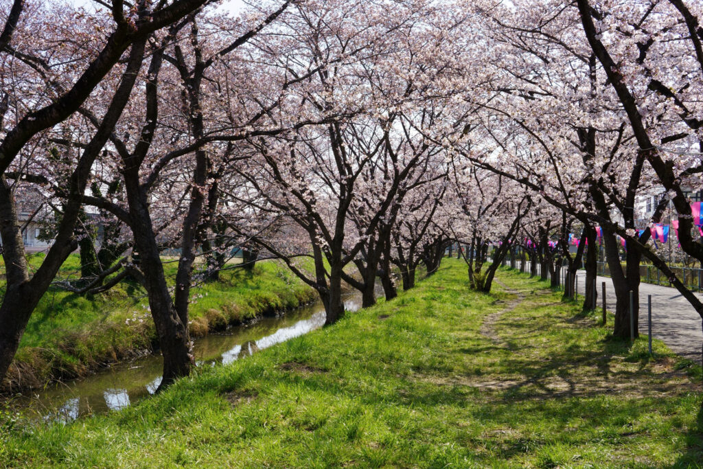 往路|駅から姫宮落川の桜