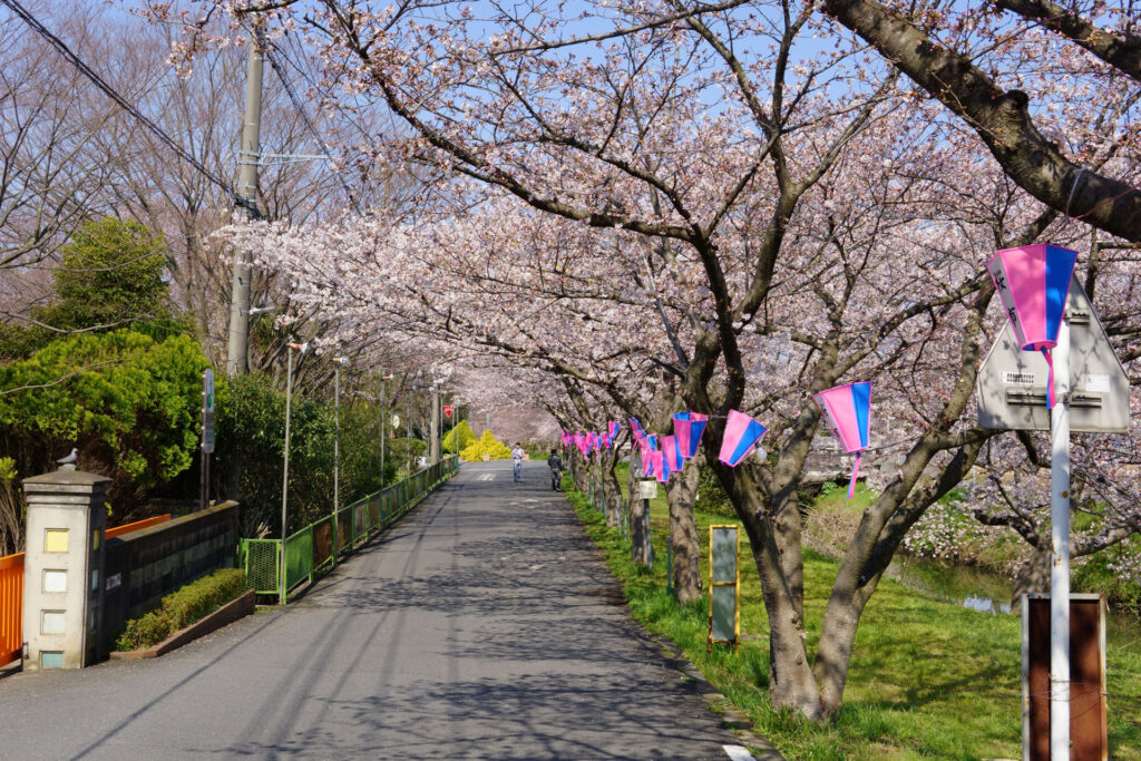 往路|駅から姫宮落川の桜
