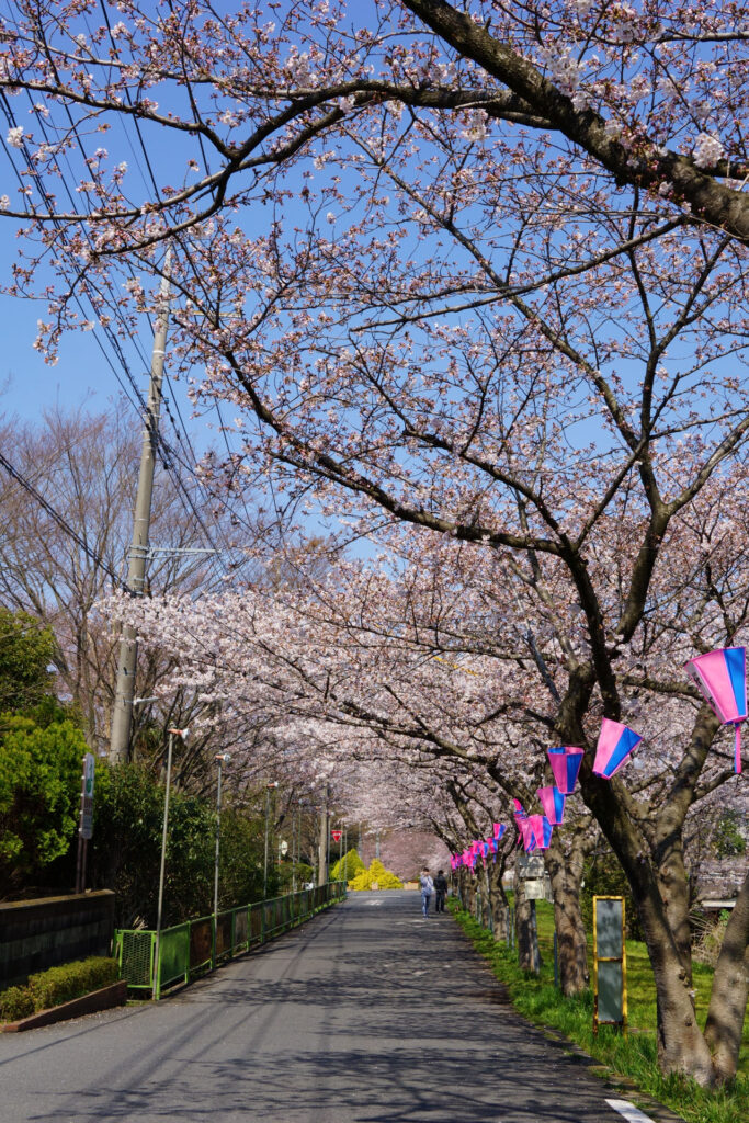 往路|駅から姫宮落川の桜