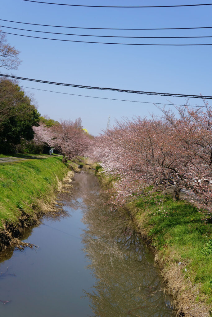 往路|駅から姫宮落川の桜