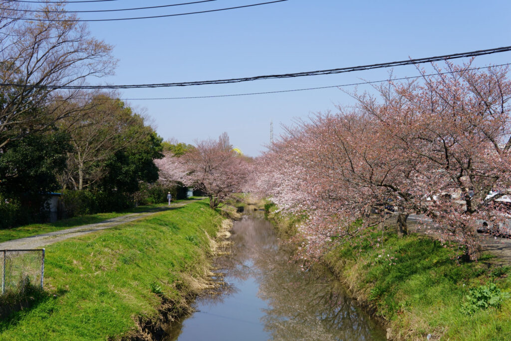 往路|駅から姫宮落川の桜
