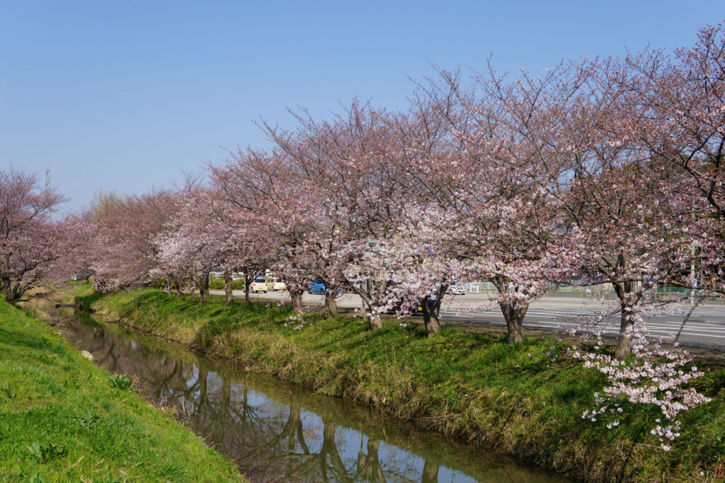 往路|駅から姫宮落川の桜