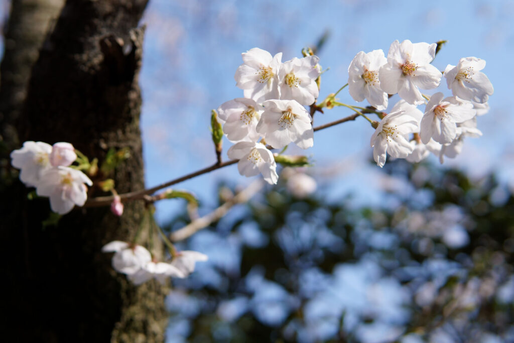 往路|駅から姫宮落川の桜