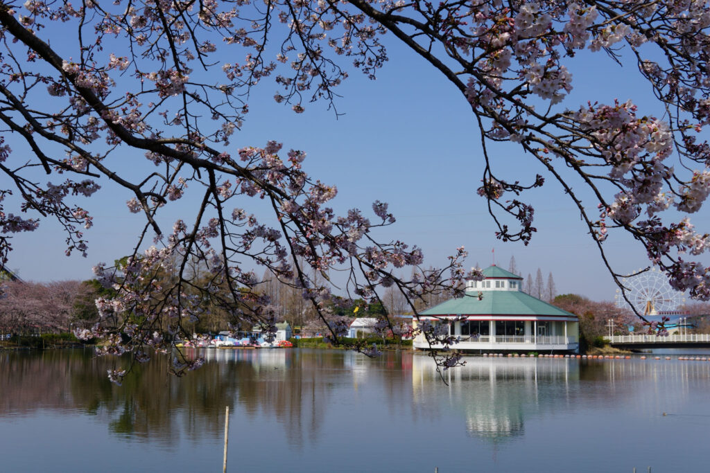 東武動物公園の桜