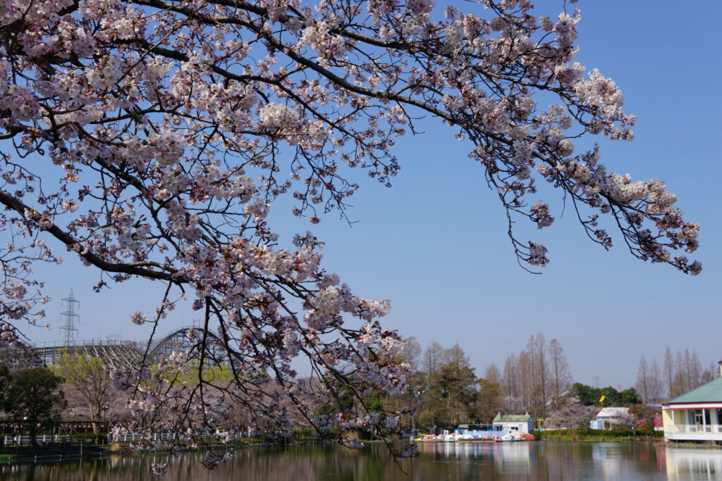 東武動物公園の桜