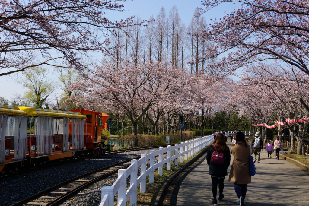 東武動物公園の桜