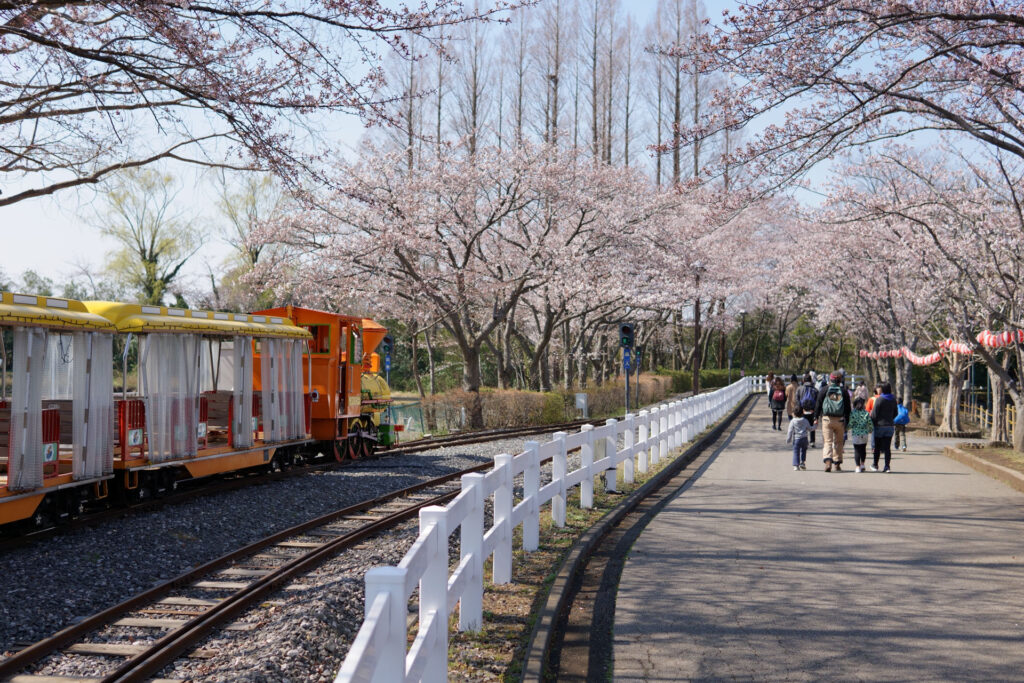 東武動物公園の桜