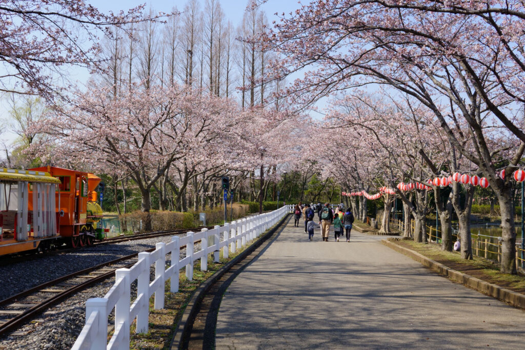 東武動物公園の桜