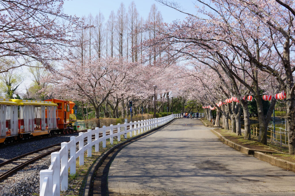 東武動物公園の桜