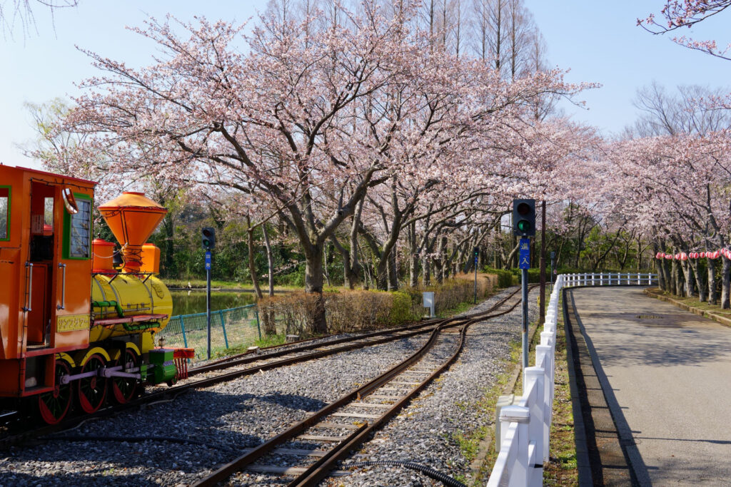 東武動物公園の桜