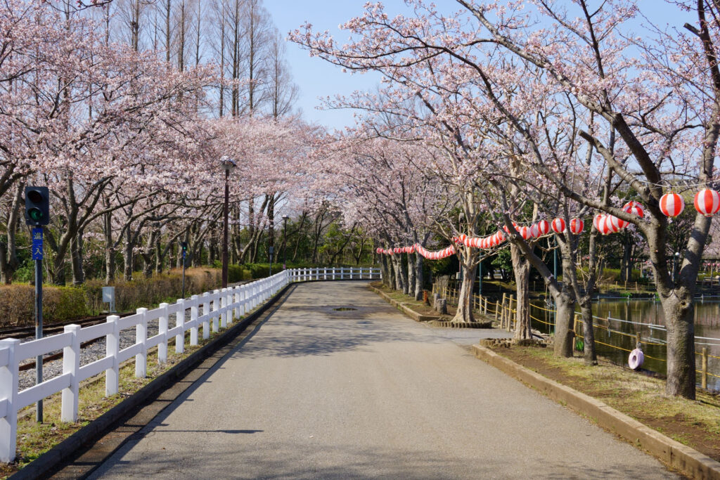 東武動物公園の桜