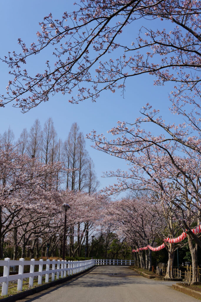 東武動物公園の桜