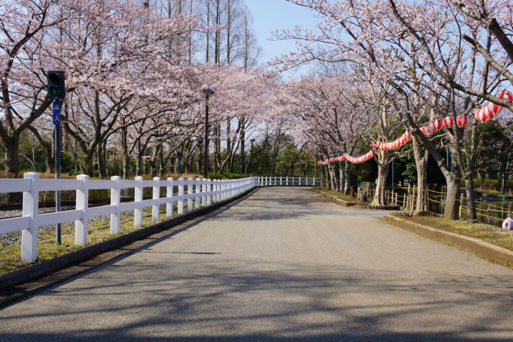 東武動物公園の桜
