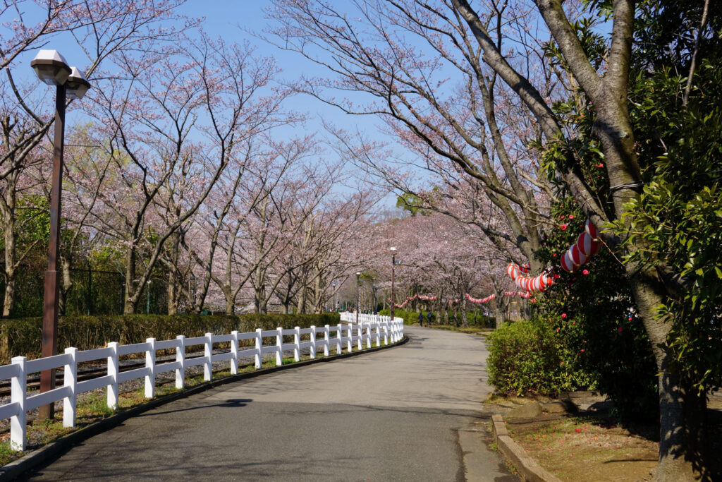 東武動物公園の桜